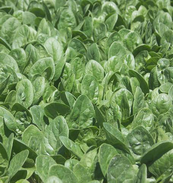 SP715 Spinach Seaside